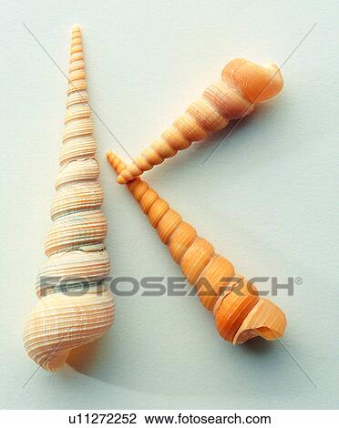 Stock Image - English letter, Character, Shells, Shell. Fotosearch