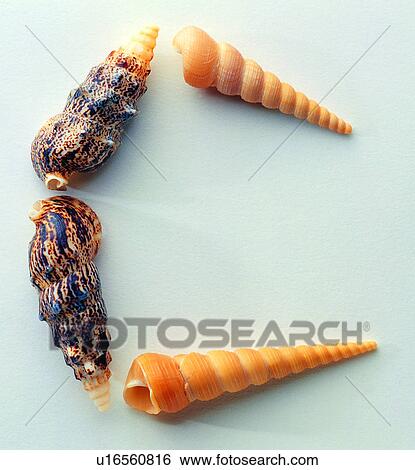 English letter, Characters, Character, Shell View Large Photo Image Stock Photograph - English letter, Characters, Character, Shell. Fotosearch