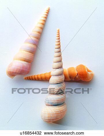Shell, Character, Number, Characters View Large Photo Image Stock Image - Shell, Character, Number, Characters. Fotosearch