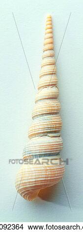 Picture - Shell, Character, Shells, Number, Characters. Fotosearch