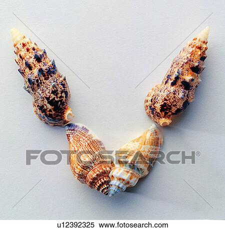 Shell, Characters, Character, English letter View Large Photo Image Stock Photography - Shell, Characters, Character, English letter. Fotosearch