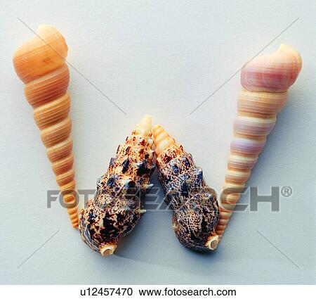 Shell, English letter, Characters View Large Photo Image Stock Image - Shell, English letter, Characters. Fotosearch