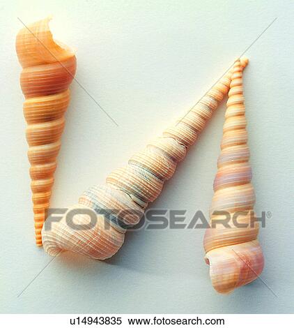 Shell, Shells, Character, English letter View Large Photo Image Stock Photography - Shell, Shells, Character, English letter. Fotosearch