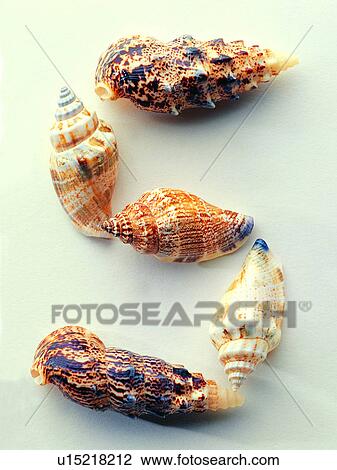 Stock Image - Shell, Shells, Characters, Character. Fotosearch