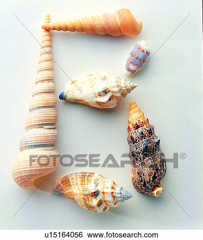 Stock Photograph - Shells, Shell, English letter, Characters. Fotosearch