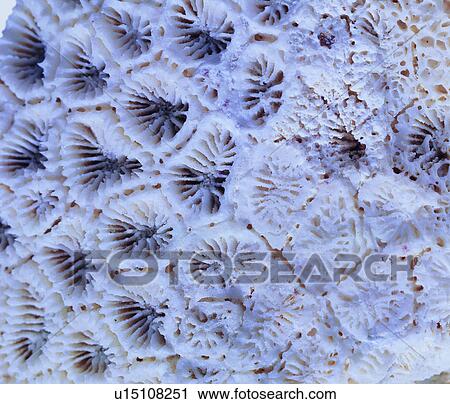 background, grand, leather grain, white, materials, material View Large Photo Image Stock Image - background, grand, leather grain, white, materials, material. Fotosearch
