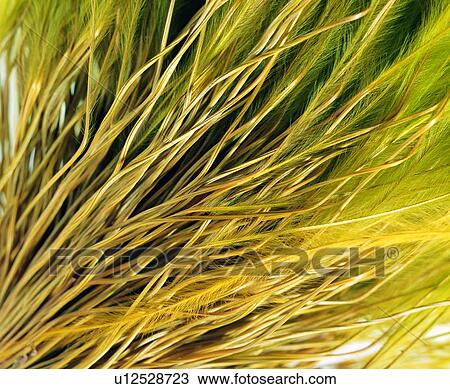 Stock Image - background, grand, materials, grass, background pattern, plants, plant. Fotosearch