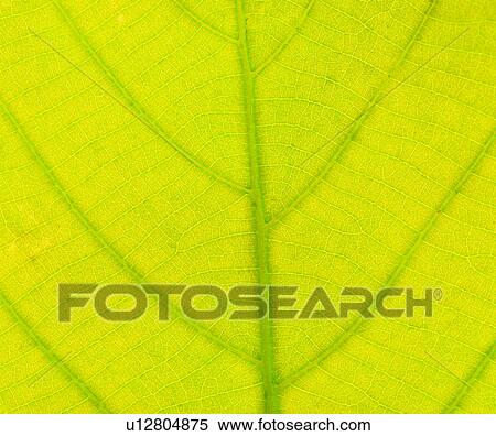 background, leaf, modern, grand, leaves, plants View Large Photo Image Stock Photography - background, leaf, modern, grand, leaves, plants. Fotosearch