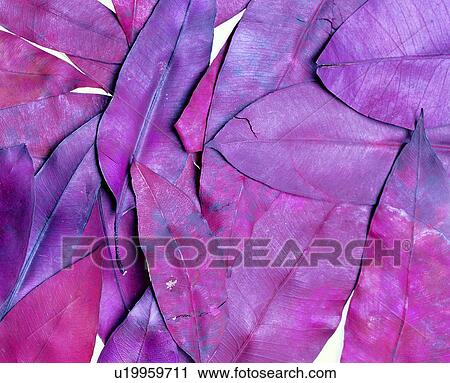 background, leaves, plant, purple, materials, plants View Large Photo Image Stock Image - background, leaves, plant, purple, materials, plants. Fotosearch