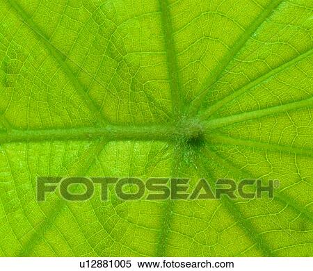 background, material, grand, modern, leaf, plant View Large Photo Image Stock Photography - background, material, grand, modern, leaf, plant. Fotosearch