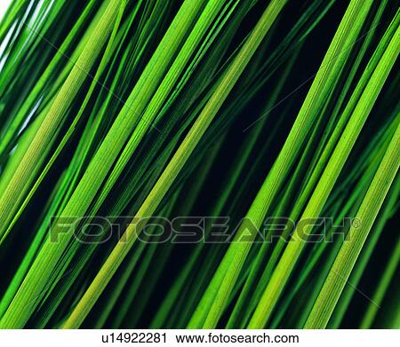 background, materials, plants, material, background pattern, grass, plant View Large Photo Image Stock Image - background, materials, plants, material, background pattern, grass, plant. Fotosearch