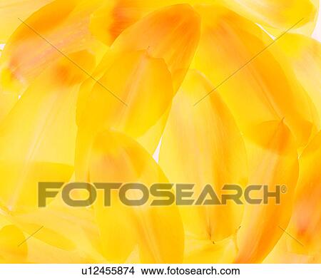 background pattern, grand, plants, materials, material View Large Photo Image Picture - background pattern, grand, plants, materials, material. Fotosearch