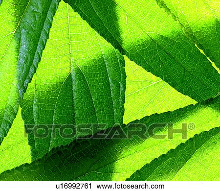 background pattern, plant, modern, green, plants, material, grand View Large Photo Image Stock Image - background pattern, plant, modern, green, plants, material, grand. Fotosearch