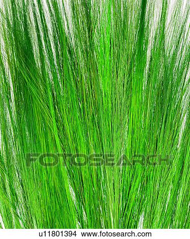 background pattern, plants, background, materials, modern, plant, grass View Large Photo Image Picture - background pattern, plants, background, materials, modern, plant, grass. Fotosearch