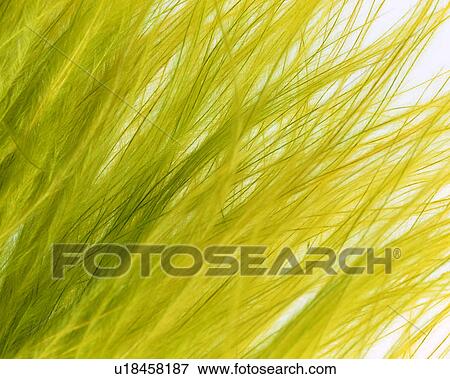 background pattern, plants, material, plant, materials View Large Photo Image Stock Photo - background pattern, plants, material, plant, materials. Fotosearch
