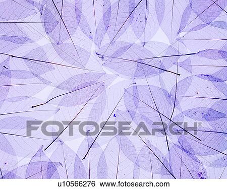 background, plant, material, materials, leaves, violet, modern View Large Photo Image Stock Photograph - background, plant, material, materials, leaves, violet, modern. Fotosearch