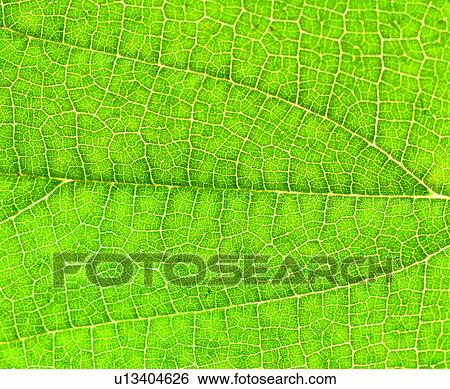 Stock Photograph - background, plant, plants, materials, modern, background pattern. Fotosearch