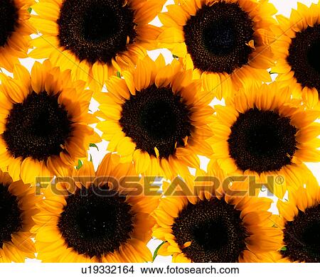 grand, background, plant, flower, modern, flowers, background pattern View Large Photo Image Picture - grand, background, plant, flower, modern, flowers, background pattern. Fotosearch