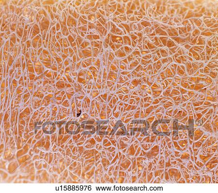 Stock Photograph - grand, background, plants, white, background pattern. Fotosearch