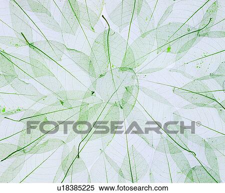 grand, leaves, modern, plant, background pattern, leaf View Large Photo Image Stock Photography - grand, leaves, modern, plant, background pattern, leaf. Fotosearch