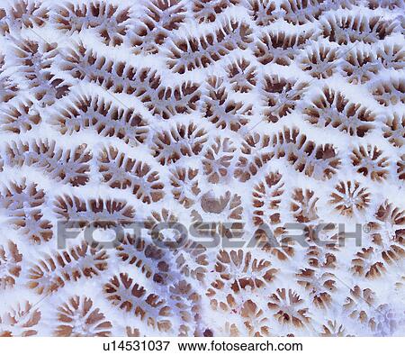 leather grain, grand, material, background, modern, background pattern View Large Photo Image Stock Photo - leather grain, grand, material, background, modern, background pattern. Fotosearch