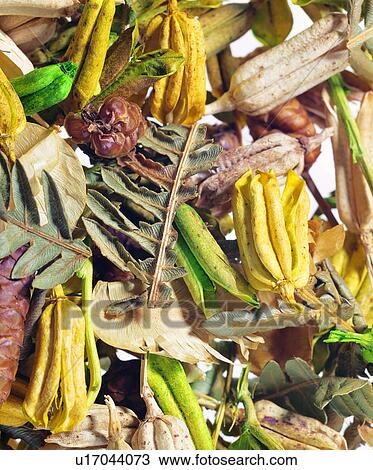 materials, background pattern, yellow, dried flowers, background, plants, modern View Large Photo Image Stock Image - materials, background pattern, yellow, dried flowers, background, plants, modern. Fotosearch