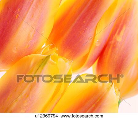 Picture - materials, material, grand, plant, background, background pattern. Fotosearch