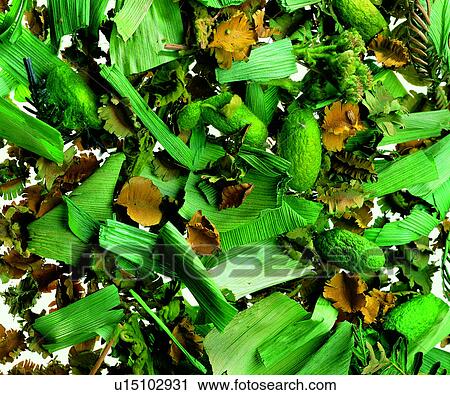 materials, modern, plant, dried flowers, material, grand, plants View Large Photo Image Stock Image - materials, modern, plant, dried flowers, material, grand, plants. Fotosearch