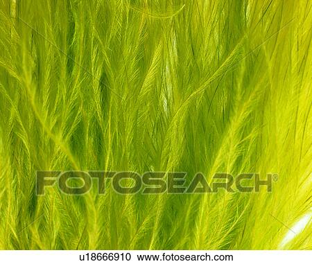 materials, plants, background pattern, plant, material, grand View Large Photo Image Stock Image - materials, plants, background pattern, plant, material, grand. Fotosearch