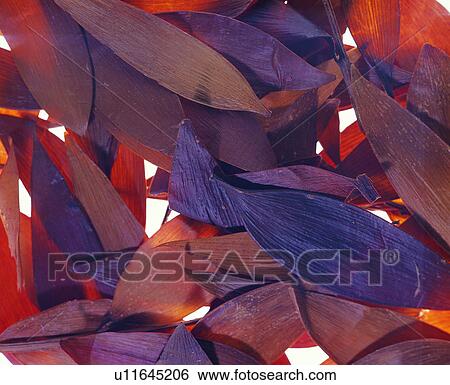 plant, grand, background pattern, purple, plants, brown View Large Photo Image Stock Photograph - plant, grand, background pattern, purple, plants, brown. Fotosearch