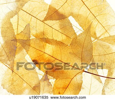 plant, leaves, leaf, modern, background, plants View Large Photo Image Stock Photography - plant, leaves, leaf, modern, background, plants. Fotosearch