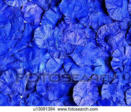 Picture - plant, materials, grand, purple, leaf, leaves. Fotosearch