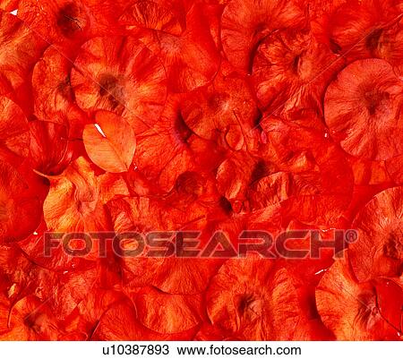 Stock Image - red, background, background pattern, plants, material, leaves. Fotosearch