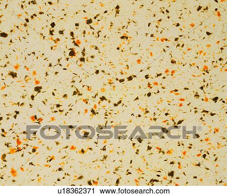 Stock Image - paper, background, paper, brown, texture. Fotosearch