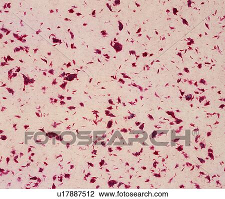 paper, texture, paper, red, background View Large Photo Image Stock Image - paper, texture, paper, red, background. Fotosearch