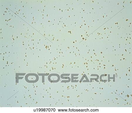 backdrop, pink, paper, texture, background View Large Photo Image Stock Image - backdrop, pink, paper, texture, background. Fotosearch