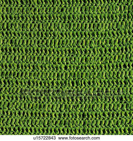 Stock Image - carpet, taste, warm, yellow, fiber, steady. Fotosearch