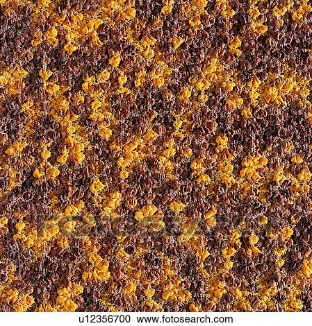 taste, lines, background, brown, yellow, texture View Large Photo Image Stock Image - taste, lines, background, brown, yellow, texture. Fotosearch