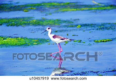 Stock Photo - animal, Animal World, bird, birds, animals. Fotosearch