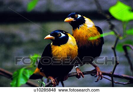 Stock Photo - animal, Animal World, birds, bird, animals. Fotosearch