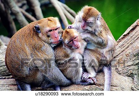 Stock Image - animal, Animal World, monkey, mammal, Mammals, monkeys, animals. Fotosearch