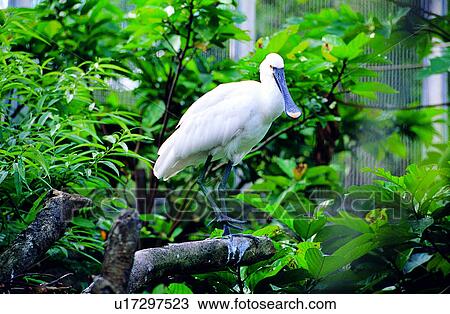 Stock Image - animal, birds, Animal World, bird, animals. Fotosearch