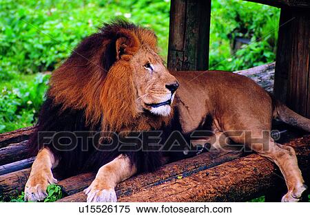 Stock Photography - animal, Mammals, mammal, lion, Animal World, animals. Fotosearch