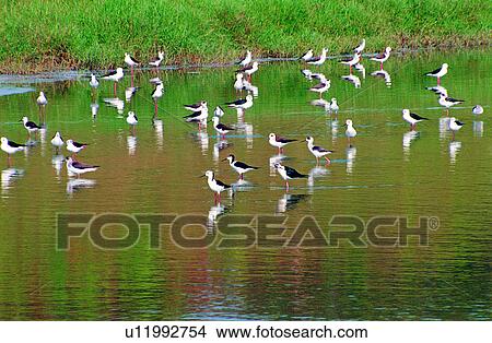 Picture - Animal World, animal, bird, birds, animals. Fotosearch