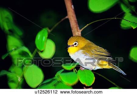 Stock Image - Animal World, animal, bird, birds, animals. Fotosearch