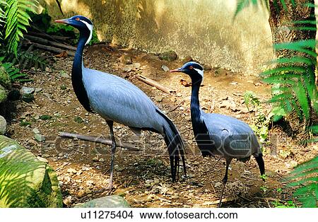 Animal World, bird, animals, birds, animal View Large Photo Image Picture - Animal World, bird, animals, birds, animal. Fotosearch