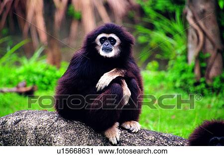Animal World, monkeys, monkey, animal, Mammals, mammal, animals View Large Photo Image Stock Image - Animal World, monkeys, monkey, animal, Mammals, mammal, animals. Fotosearch