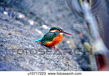 Stock Image - animals, bird, Animal World, birds, animal. Fotosearch