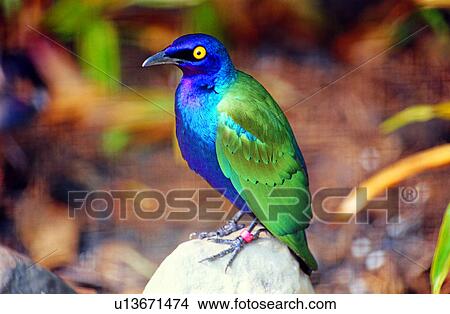 animals, birds, Animal World, bird, animal View Large Photo Image Picture - animals, birds, Animal World, bird, animal. Fotosearch