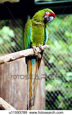 Stock Photo - animals, birds, parrots, parrot, animal, Animal World. Fotosearch